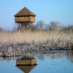 Matea Radoš - Prizor Krapje Đol, dio ornitološkog rezervata Save, Lonjsko polje